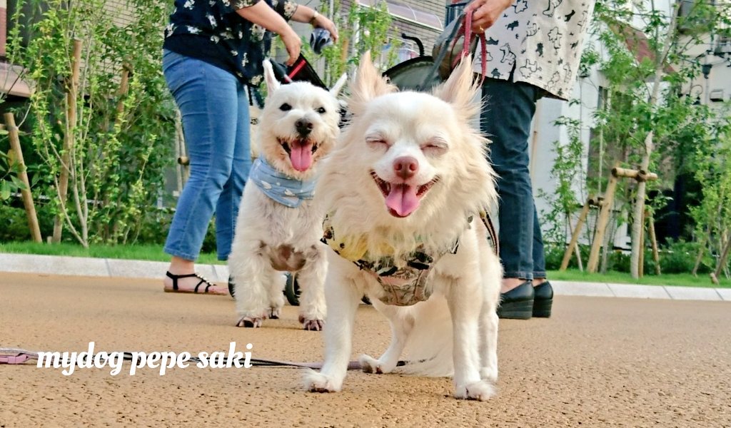75japan_neko's tweet photo. mydog＆pepe https://t.co/KfSu7PL9J0
