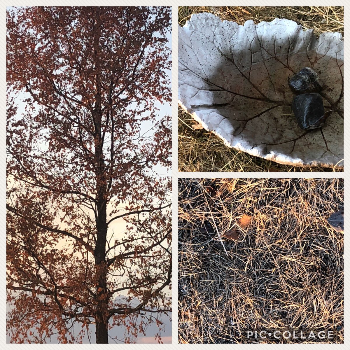 Sweden this summer - all dry leaves on our birch tree, extra water for birds &amp; insects and super dry lawn. This is just the beginning if we do not #LeadOnClimate and start the real transformation to a society based on renewable energy. <a href="/WeDontHaveTime0/">wedonthavetime0</a> <a href="/ClimateReality/">Climate Reality</a> <a href="/ttoovvee/">TOLA Bella</a>