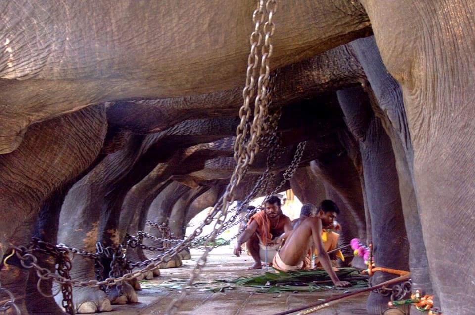 Protect_Wldlife's tweet photo. SHAME ON KERALA!!

#BeKindToElephants 🐘 ❤ https://t.co/oJVgSquuMV
