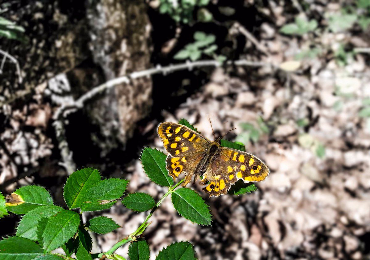 Javiifs11's tweet photo. 🦋🦋 https://t.co/dGRfkUoFk2