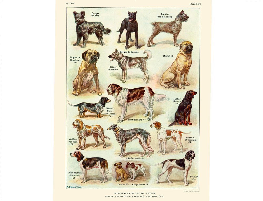 sofrenchvintage's tweet image. 1922 LARGE SIZE Antique Dog Chart, Vintage print of dog Breeds, 1920s Larousse print, Dog Wall Art tuppu.net/6c3b1e5 #sofrenchvintage #Etsy #PedigreeDogs