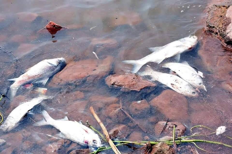 rimshaafraz's tweet photo. Fishes dying at Rawal Lake. We should definitely avoid eating fishes these days #savewater #weNeedDams https://t.co/Kpd2jl0VcS