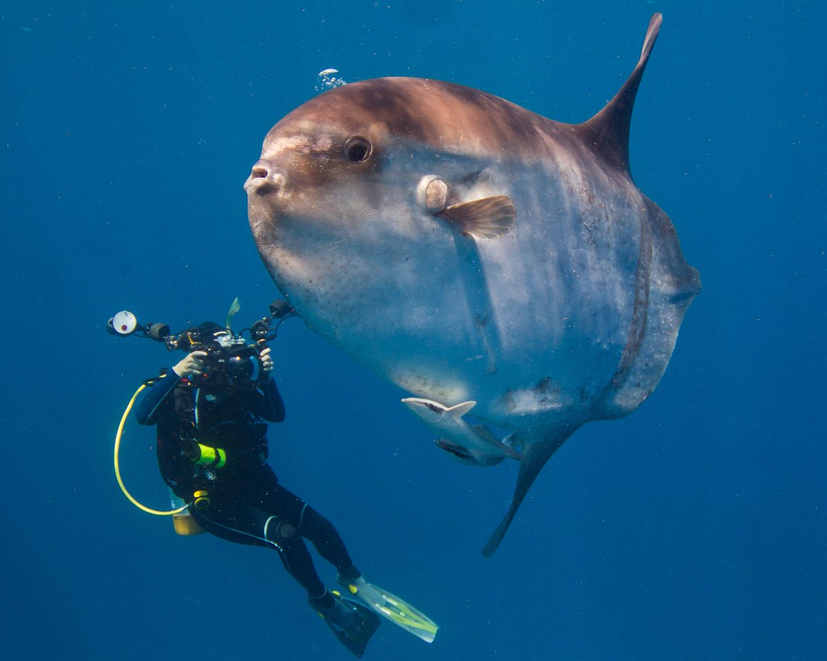 “A Sunfish or Mola Mola swims alongside an underwater photographer here