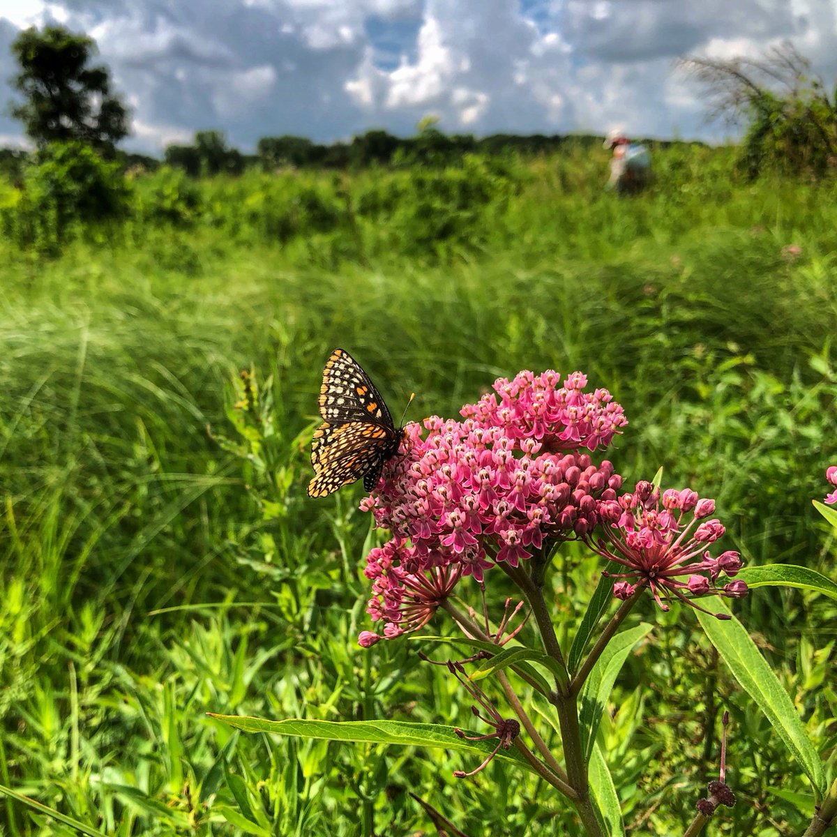 Baltimore Checkerspot butterfly on Swamp Milkweed at Elizabeth Lake Nature Preserve #discovermccd #wetlandrestoration #nativeplants #habitatrestoration