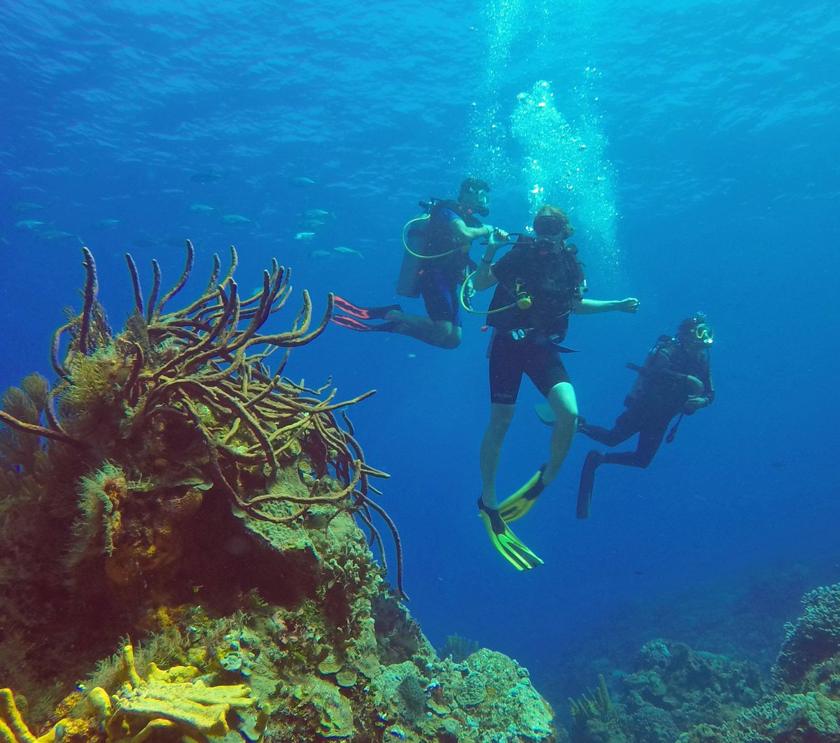 👉 Escape 👉  explore 👉 experience 
diving.casadelmarcozumel.com
#Cozumel #SaturdayMorning #scubadiving #scuba #Cozumelsland #divedestination