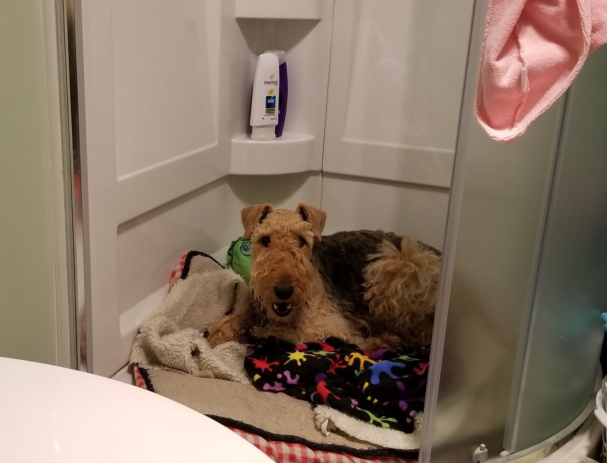 LunaAiredale's tweet photo. #skybooms this morning. Mom and dad put my bed in the shower so I wouldn't have to stand ❤ #skstorm #dogfears #dogsoftwitter #airedale #airedaleterrier https://t.co/Bcg8PUxj3V