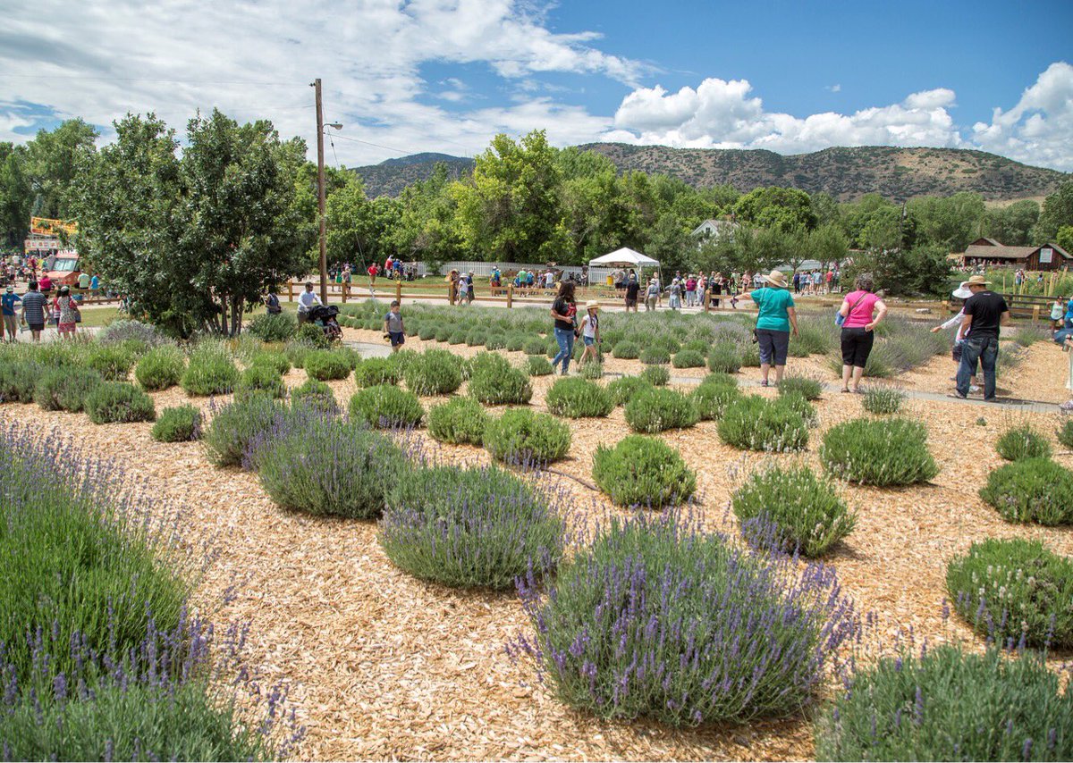 Denver Botanic Gardens Auf Twitter Lavender Festival At