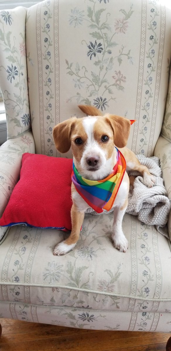 saraintheNE's tweet photo. #RocPride is in July every year so it's a bit late but here is the best #PridePuppy @dog_rates https://t.co/qujLbE7VZl