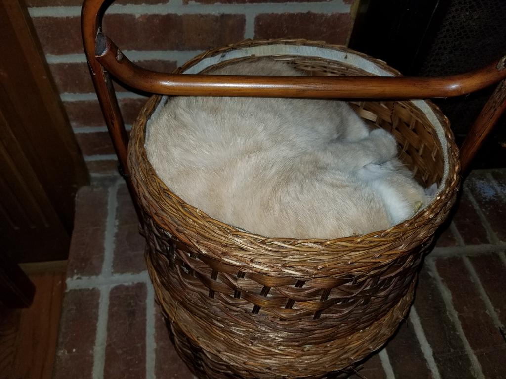 Why is the cat in this basket, and how did he get in yhere?