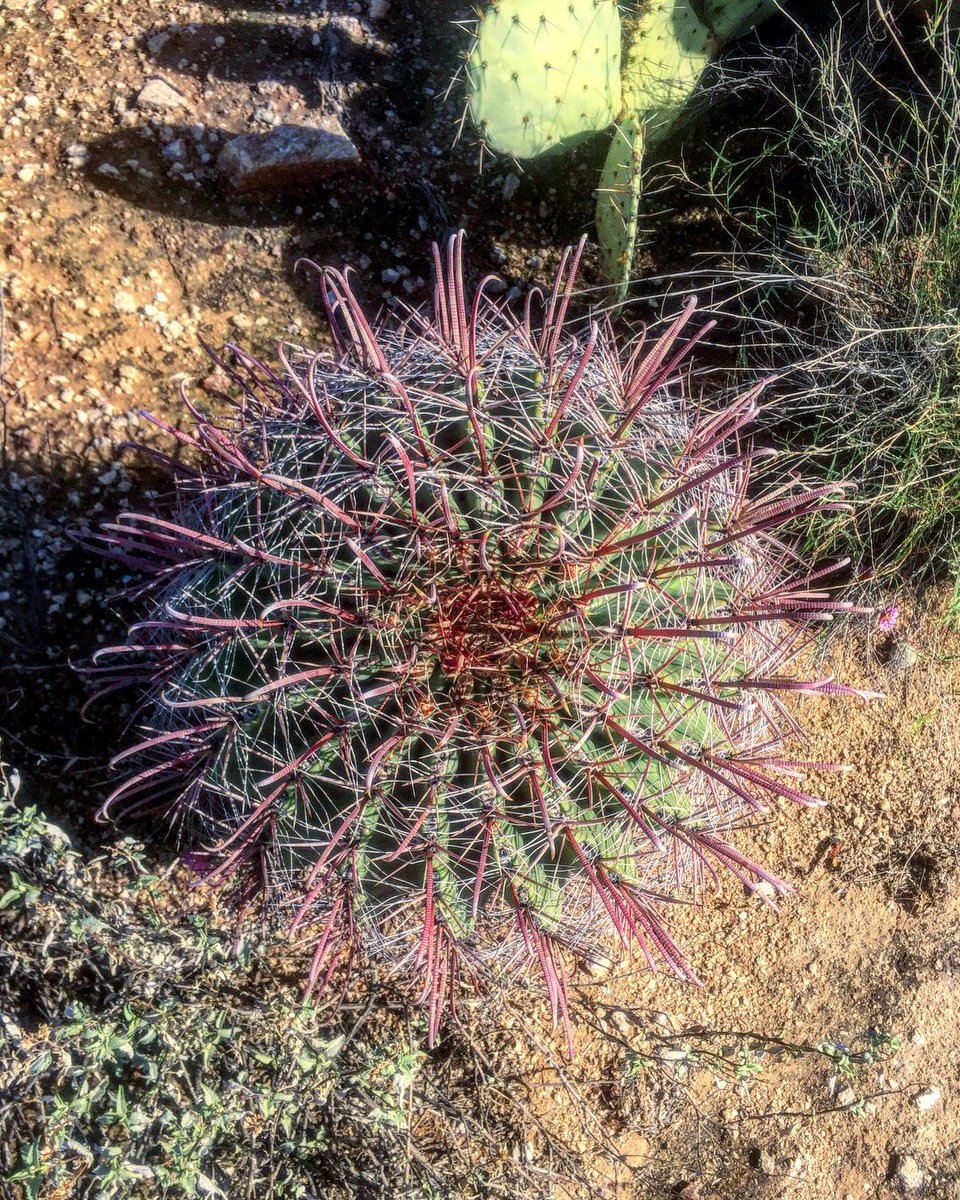 totallytucson's tweet photo. #Happy Saturday, #Tucson! 97 and mostly sunny today. #Hiking @SabinoCanyonAZ this morning “in the pink”! Blooms all over the canyon after our mini #monsoon rains overnight. Lightning show gave them an extra charge. #pinkdesert #monsoon2018 #tucsonmonsoon #desertflora https://t.co/217pbKJegC