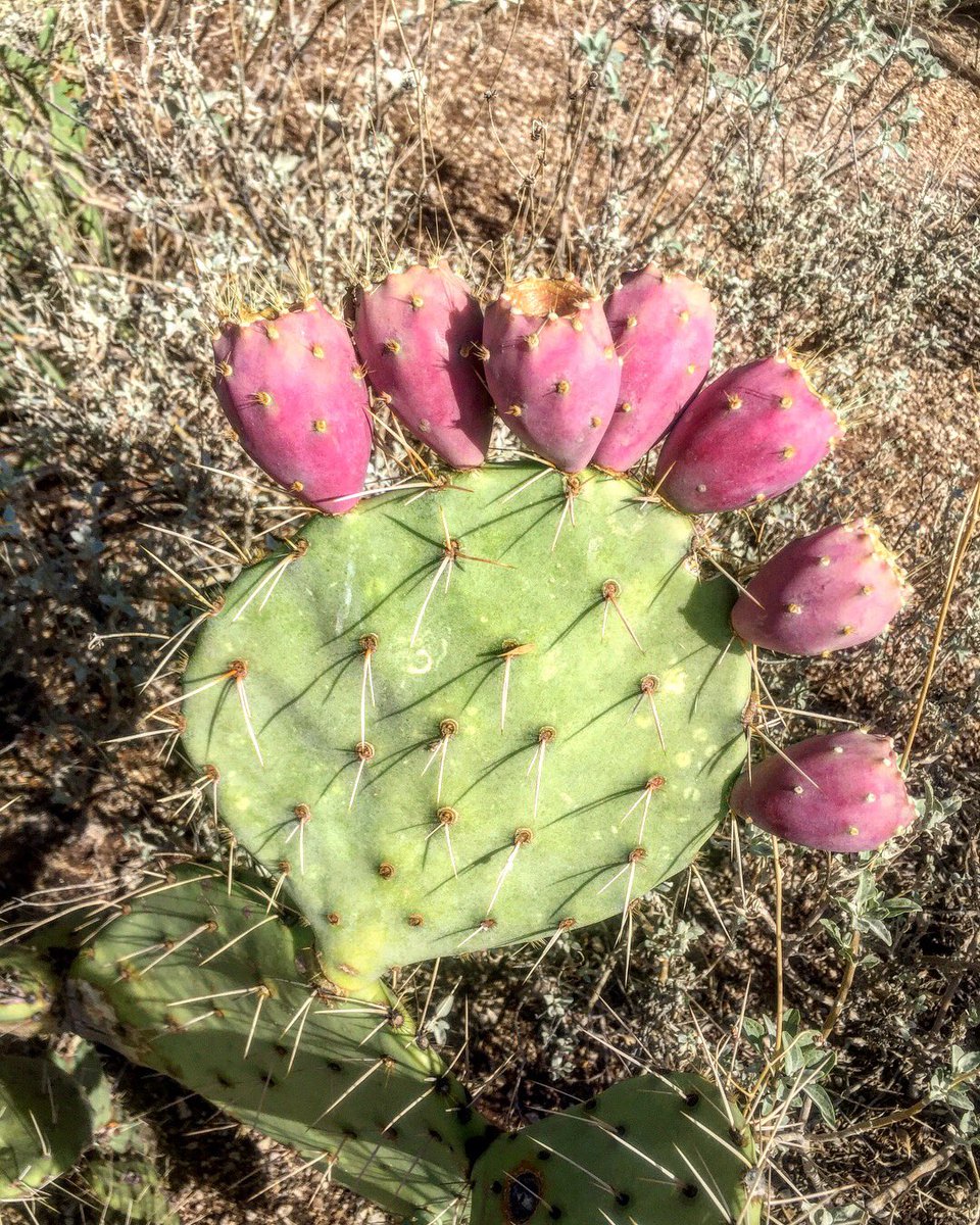 totallytucson's tweet photo. #Happy Saturday, #Tucson! 97 and mostly sunny today. #Hiking @SabinoCanyonAZ this morning “in the pink”! Blooms all over the canyon after our mini #monsoon rains overnight. Lightning show gave them an extra charge. #pinkdesert #monsoon2018 #tucsonmonsoon #desertflora https://t.co/217pbKJegC