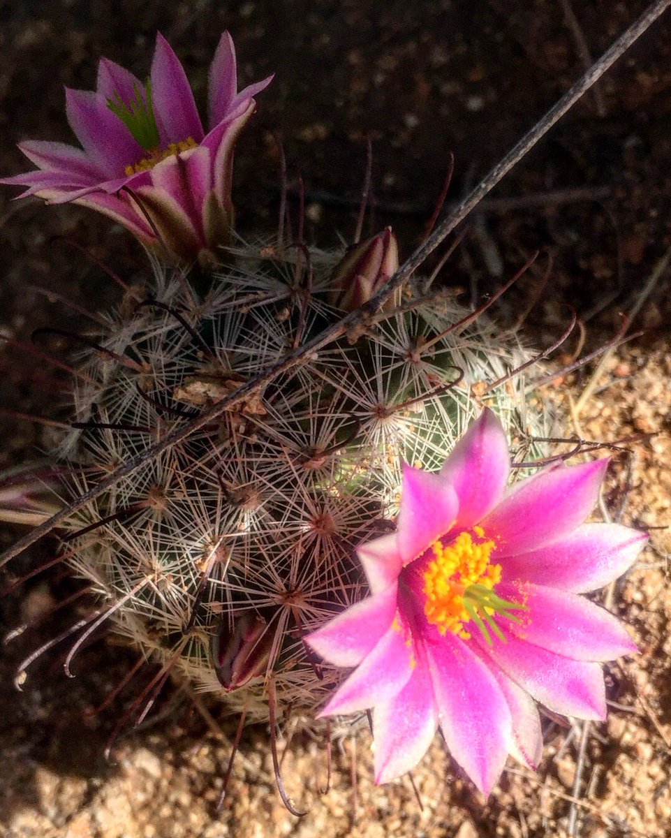totallytucson's tweet photo. #Happy Saturday, #Tucson! 97 and mostly sunny today. #Hiking @SabinoCanyonAZ this morning “in the pink”! Blooms all over the canyon after our mini #monsoon rains overnight. Lightning show gave them an extra charge. #pinkdesert #monsoon2018 #tucsonmonsoon #desertflora https://t.co/217pbKJegC