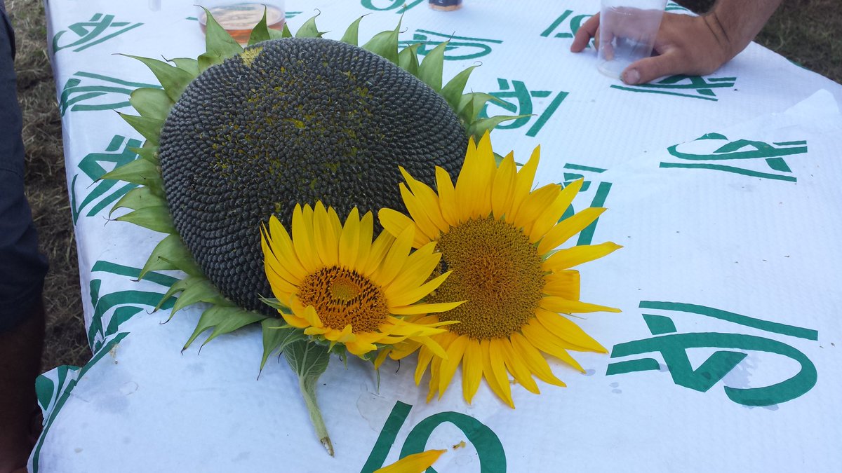 Quand les JA du Royans fêtent la moisson
<a href="/ca_centrest/">Crédit Agricole Centre-est</a> partenaire
#utile à son territoire # solidaire