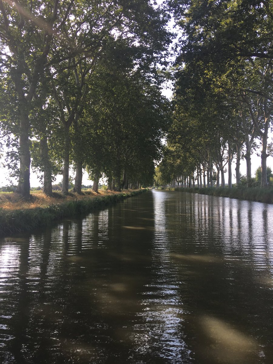 p_longstocking's tweet photo. Biosecurity is critical!  Many of the beautiful Plane trees lining the Canal du Midi in France are dying as a result of an invasive fungus (Ceratocystis). https://t.co/JOfhTv62uM