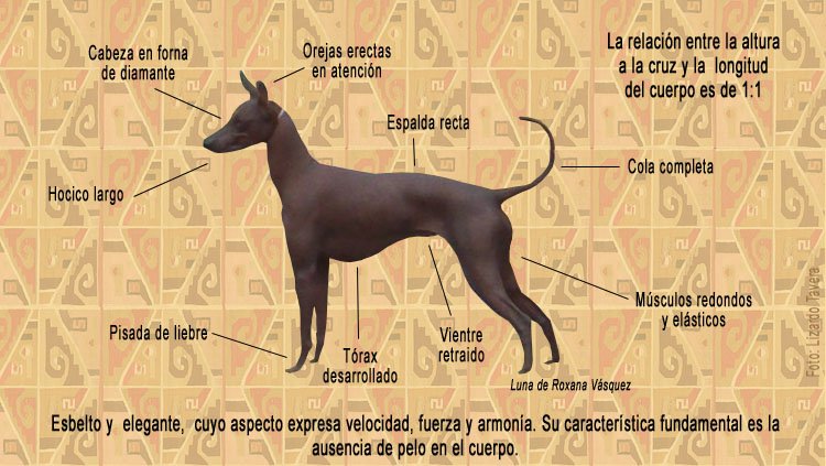 MascotitasP's tweet photo. Un homenaje al Perro sin pelo del Perú  #DiaMundialDelPerro https://t.co/m5VnXFtrup
