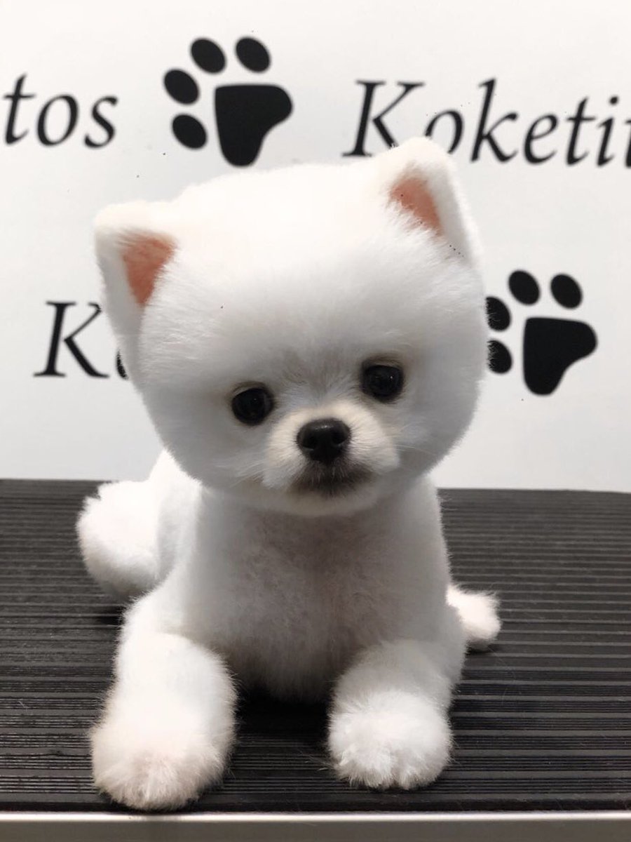 Koketitos's tweet photo. Ya pasaste por @Koketitos para tu cambio de look? 🛁✂️💖 https://t.co/xfXXuUzEyn