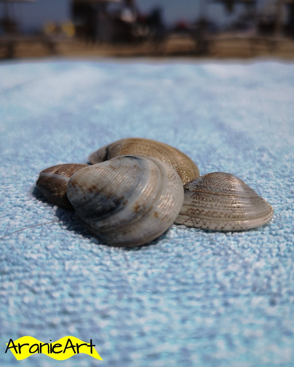 AranieArt's tweet photo. A #riminibeach un #mare di #conchiglie ๐๐๐ค๏ธ
#sea #shell #rimini #shelllover #mareadriatico #sun #sole #beach #spiaggia #nature #natureofinstagram #naturephotography #naturegram #naturelife #seanature #sealife #seaofinstagram #instasea #huaweip20 #huaweiphotography #aranieart https://t.co/k67UiwkW6G