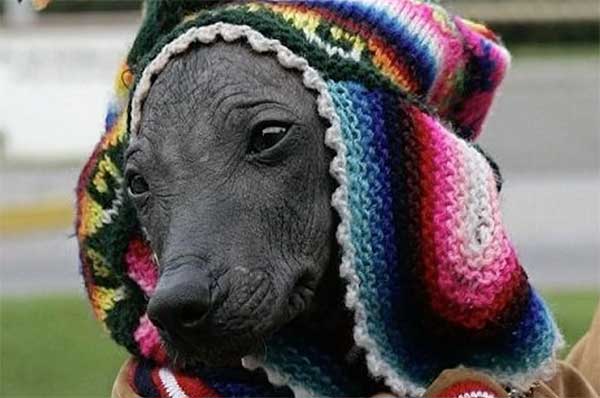 MascotitasP's tweet photo. Un homenaje al Perro sin pelo del Perú  #DiaMundialDelPerro https://t.co/m5VnXFtrup