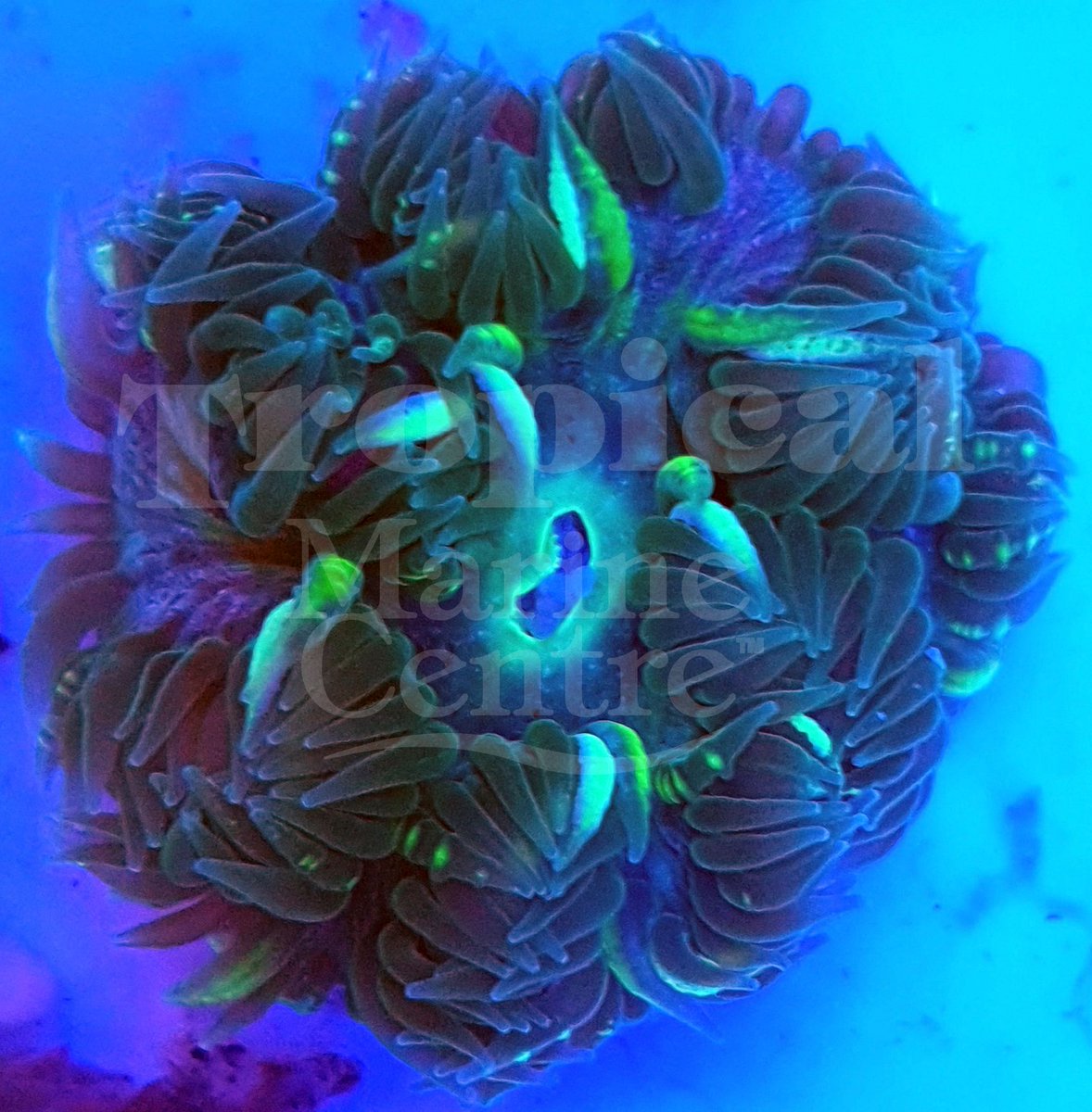 TropicalMarine's tweet photo. Rock Flower Anemones
#TMC #Tropicalmarinecentre #TMCLookForTheLabel #rockanemone #rockfloweranemone #rocknem #rfa #rockflower #floweranemone #saltwateraquarium #saltwatertank #fishtank #coral #coralreef #reeftank #anemone #ultrarockanemone https://t.co/5TRHhk5HCy