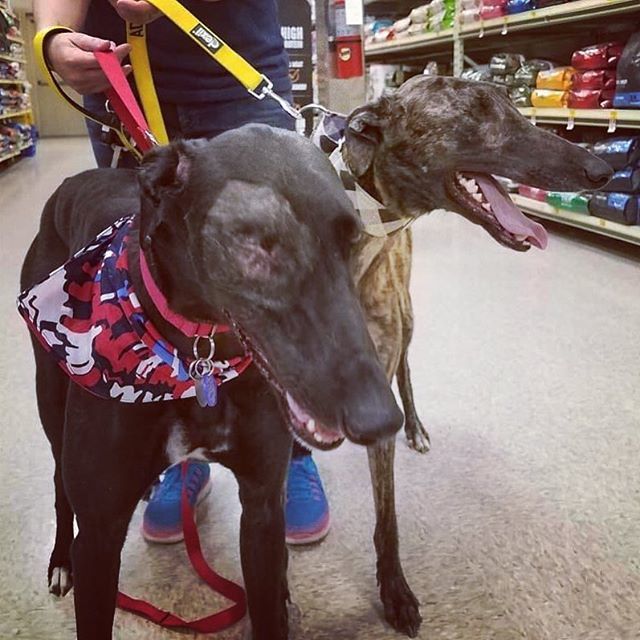 American Greyhound tweet media