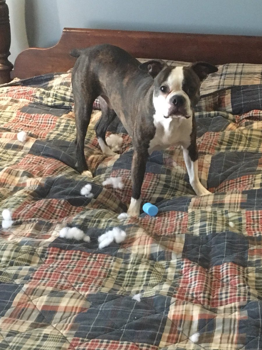 I swear I had nothing to do with this! It was Lucie who pulled the squeaker and stuffing from our new Barkbox toy. #bostonterrier #BostonTerrier