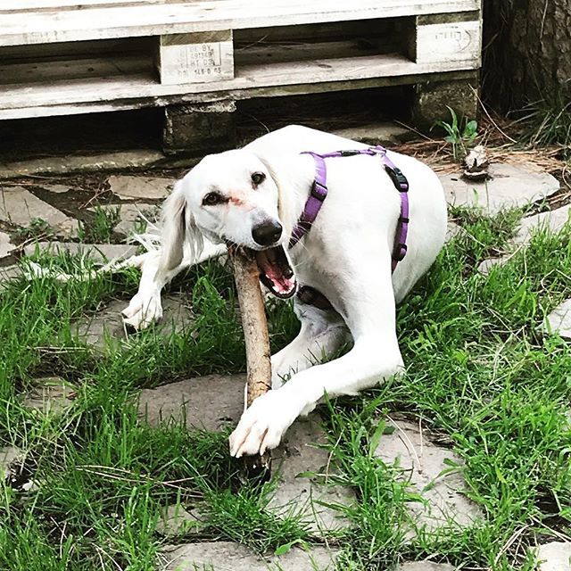 dogsitterfede's tweet photo. Ossip....welcome...👋
.
.
.
.
.
.
Shot by @federicoluconi
#dog #dogs #dogsitter #dogsitters #dogsitterfederico #pets #doglover #dogsittermatrimoni #cucciolo #dogsitterlife #lovedogs #igersitalia #pistoia #vitadacani #dogsitting #instadog #prato #lucca… https://t.co/msgC36SKQx https://t.co/qrRbpTW24v