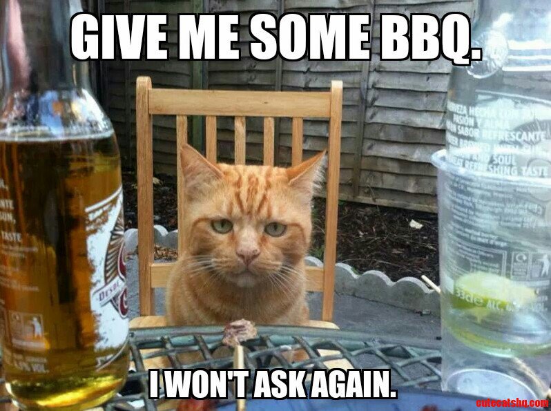 Good day for a BBQ #Caturday #bbqtime #grill #grilling