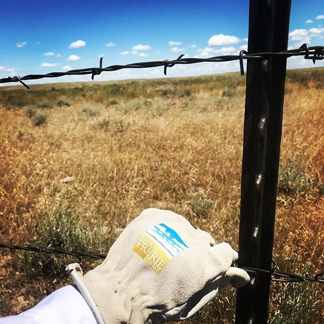 BethSaboe's tweet photo. My first trip up to the Reserve included a day of modifying fence. We removed the lowest rung of barb wire and adjusted the other wires to create a larger gap to help the migration of pronghorn & deer.
#americanprairiereserve #montana #saveanecosystem #… https://t.co/WeC7tnLG2P https://t.co/nRGXuCBJdH