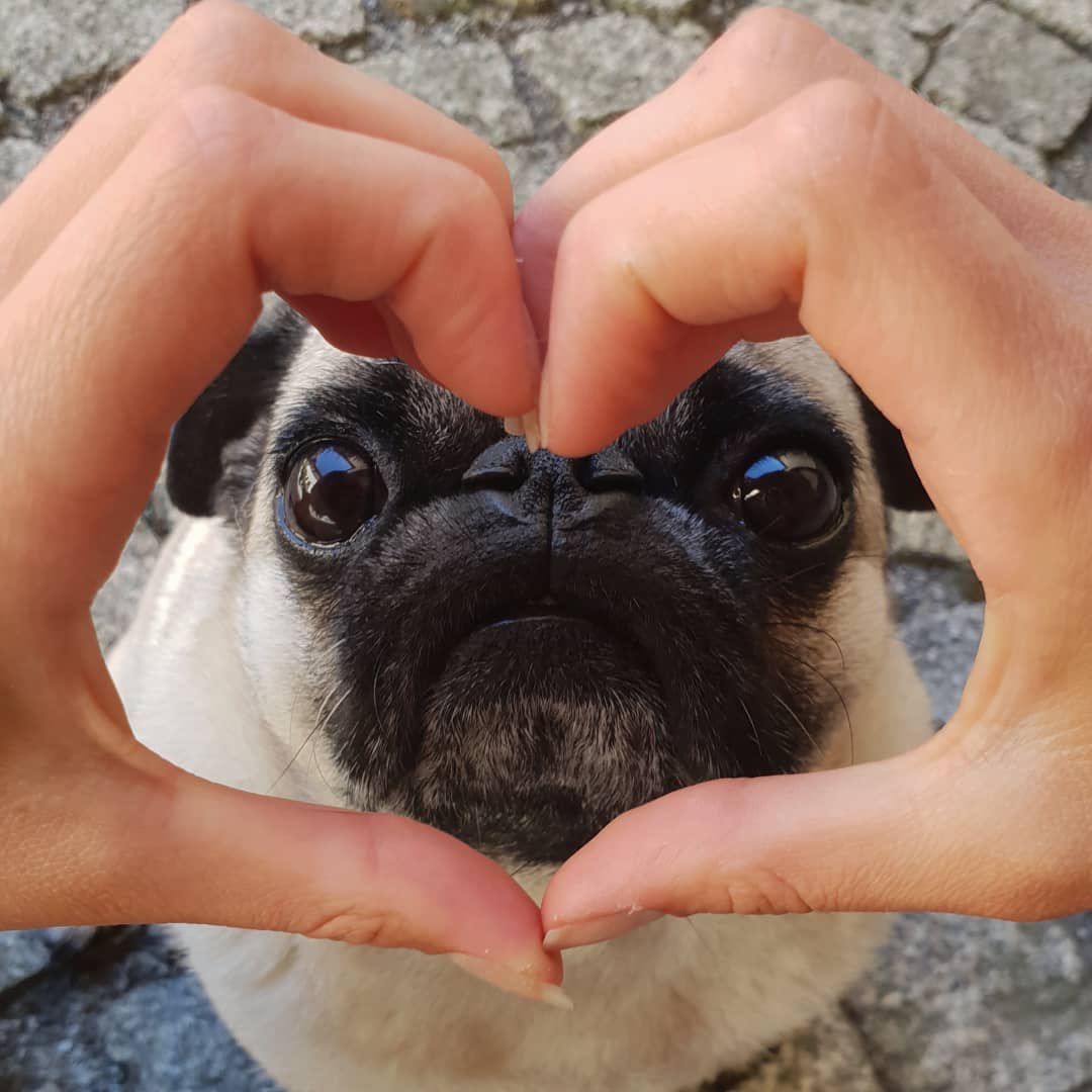 pugs's tweet photo. Sending you some pug love ❤️😍✨ https://t.co/bwNDY9EXC3