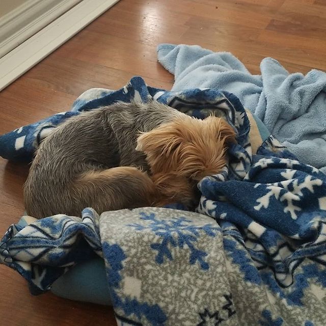 PremierBandsUnl's tweet photo. My 14 yo Dutchess. https://t.co/9gcS4FFpeN https://t.co/GXKKu5jFOK
