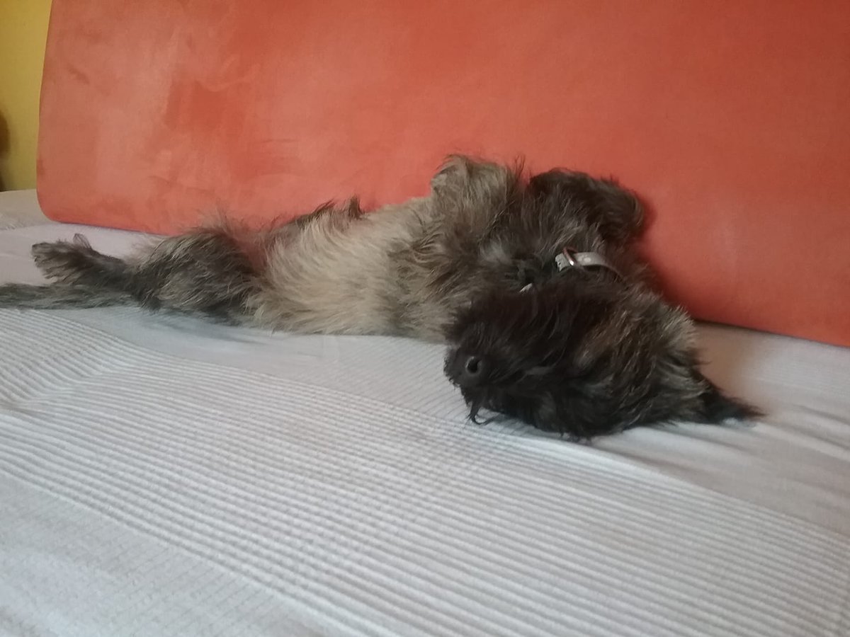 KaticaApps's tweet image. A mental state of regeneration. 
#sleep #doglovers #puppies #Cairns