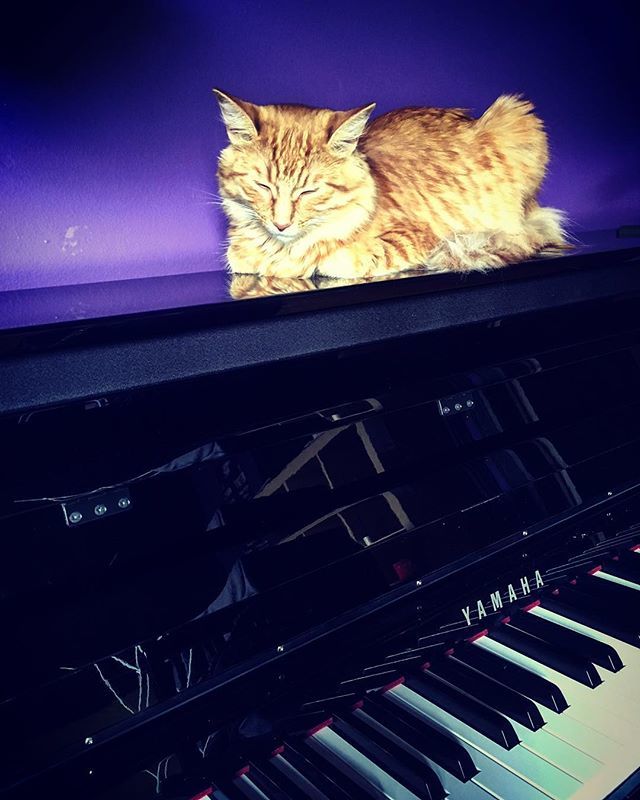 teomilea's tweet photo. Maybe I’m not so good at playing piano 🎹 but I’m the best at taking a nap 🛌 on it 😻

#piano #pianomusic #cat #catslovepiano #goldencat #smalltiger #mycat #BubuLovesPiano #bubulina #yamahapiano #catpet #musicalcats #catslovemusic #bubu #booboo #happyfriends #youngcat #happyca… https://t.co/sjfdxX5htr