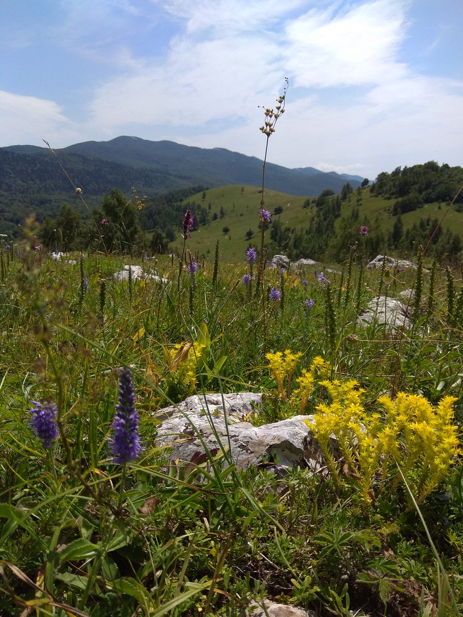 veleb_it's tweet image. A sada oduzimanje daha..
#Breze #canyoufeelit #tastethis #croatiafulloflife