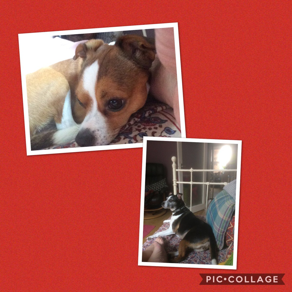 jbimp1's tweet image. Just for @vickybeeching #cutedogsoftwitter