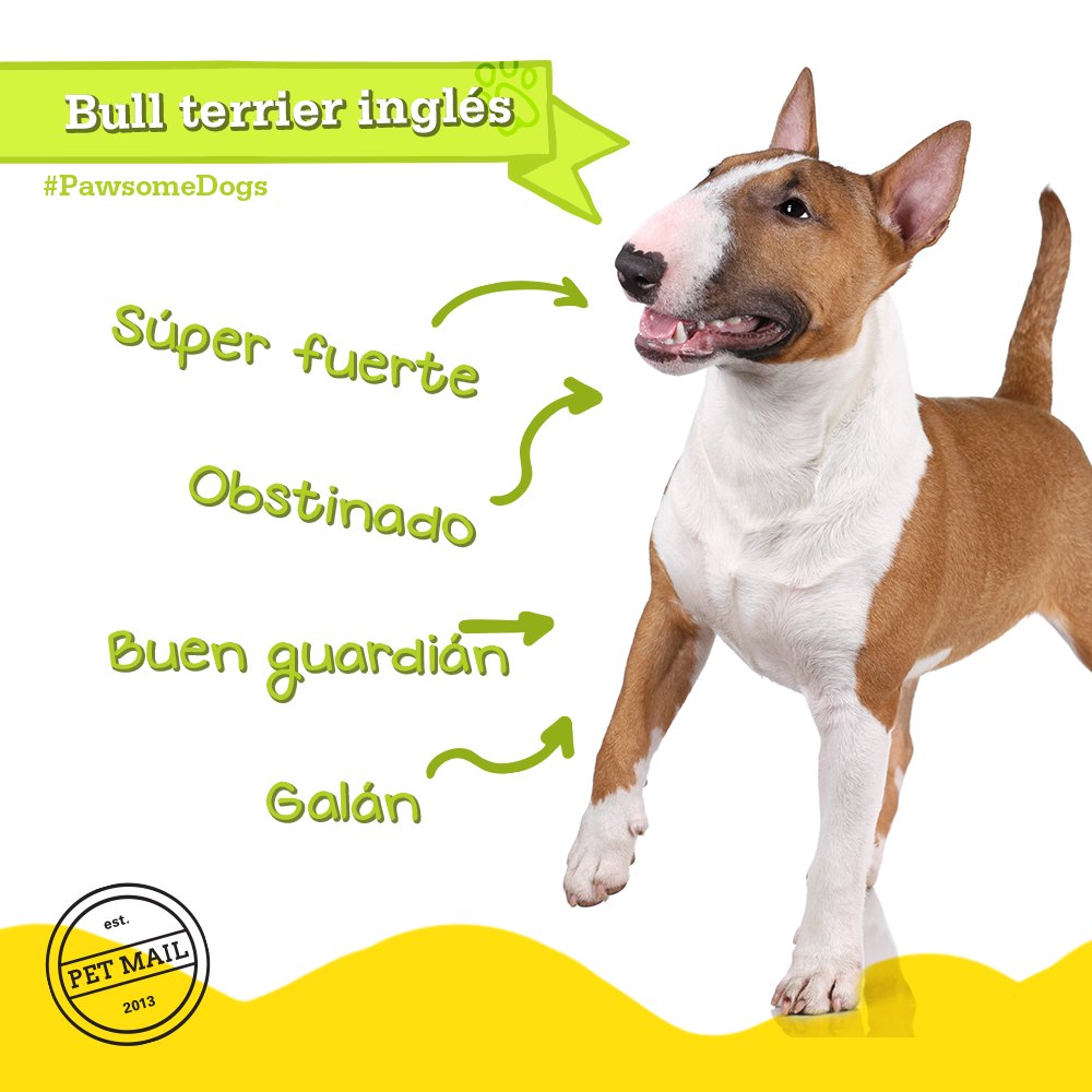 PetMailMX's tweet photo. #Pawsome Un perfil inconfundible. https://t.co/f9ID90aNps