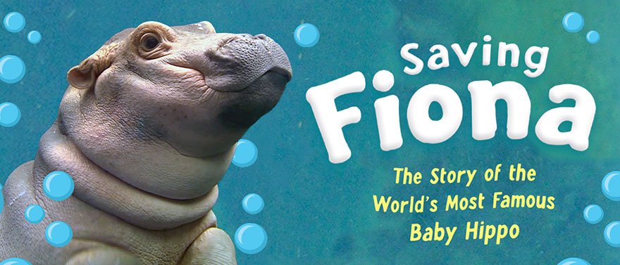 a photograph of a baby hippo swimming