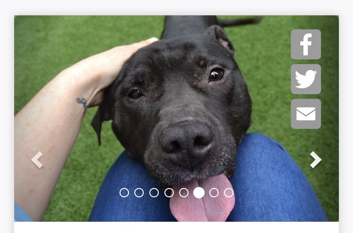 Attention Greater NY: this is Kong, and despite the name, his hobby is...kisses. At 8, he needs a new biped he can adore. Is that you? Here’s his page at <a href="/NYCACC/">Animal Care Centers of NYC</a> : nycacc.org/adopt/kong-270… If you’re not his, PLEASE RT