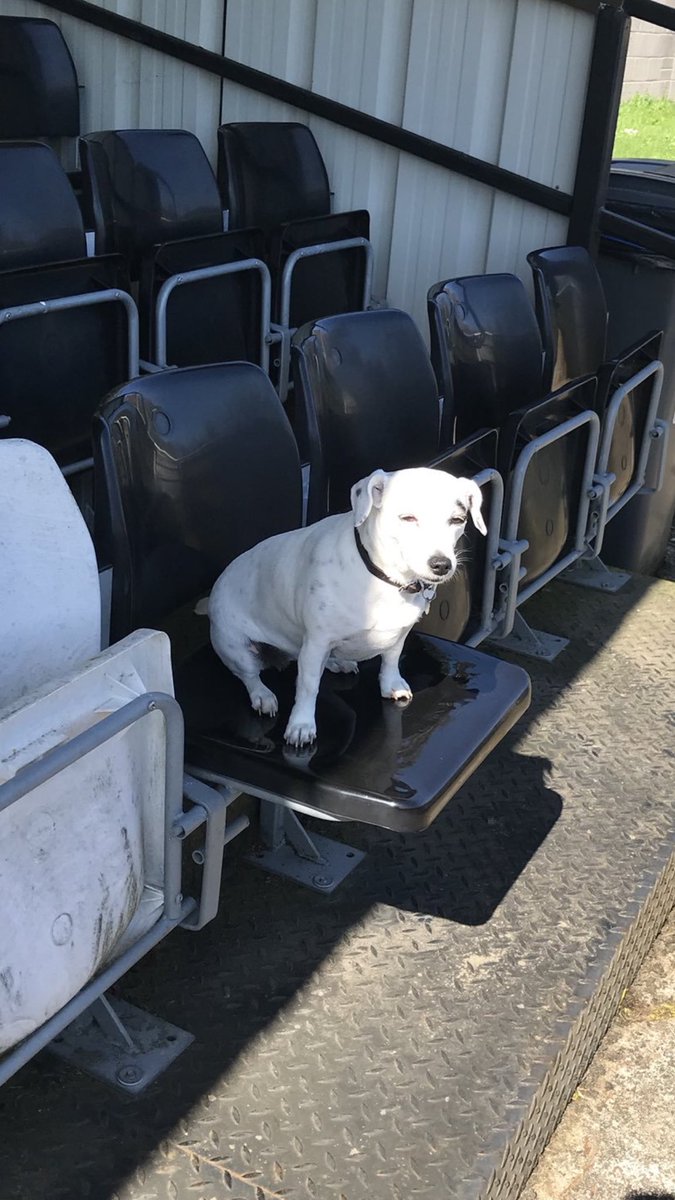 SherborneTownFC's tweet photo. SPONSORSHIP OPPORTUNITY!!
This is something we don’t think has been done before but for the highest bidder you could sponsor our mascot and chairman’s dog DIGGER that’s right the one and only DIGGER. Please DM us your bid. Closing date 28-7-18 @nonleaguedogs #Digger #Zerbas https://t.co/aIfcXbfZTp