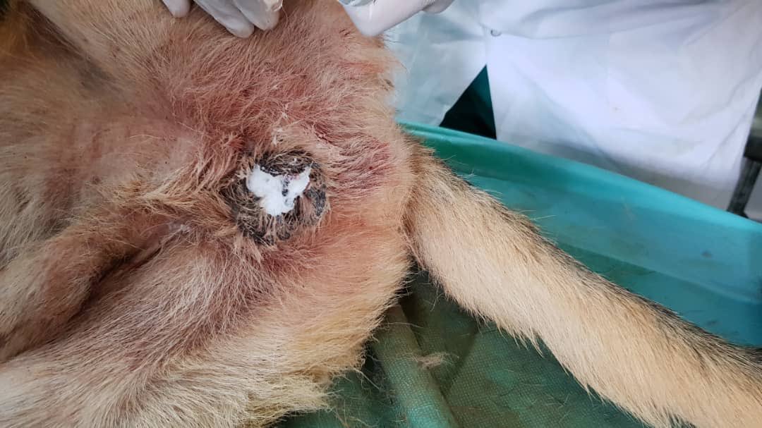 theAleppoCatmen's tweet photo. Great news from our vet clinic
Our Doc Youssef had neutered the dog hope today !! 😘❤️ #VetClinic #SyrianDogs #ErnestoSanctuary @theAleppoCatman https://t.co/9qpbuF3Nw8