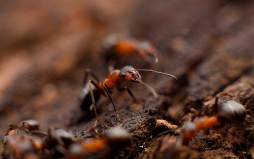 according2jwest's tweet image. #ApacheAnt 1.9.13 and 1.10.5 Released, Supports #Java 11 Single-file Source Programs dlvr.it/QcKH6m