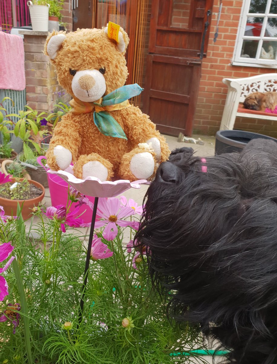 Briardpup's tweet photo. My lufflee friend Enry @henryandfriends visted me today an bought us all sum #normuss bones https://t.co/qXrGMCKB2b