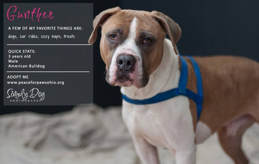 PeaceForPaws's tweet photo. Gunther is finishing up his training residency, and would love to be adopted. He is 3 years, likes dogs, does not like cats. https://t.co/bf9oIPTUFW https://t.co/DY2EJjptxt