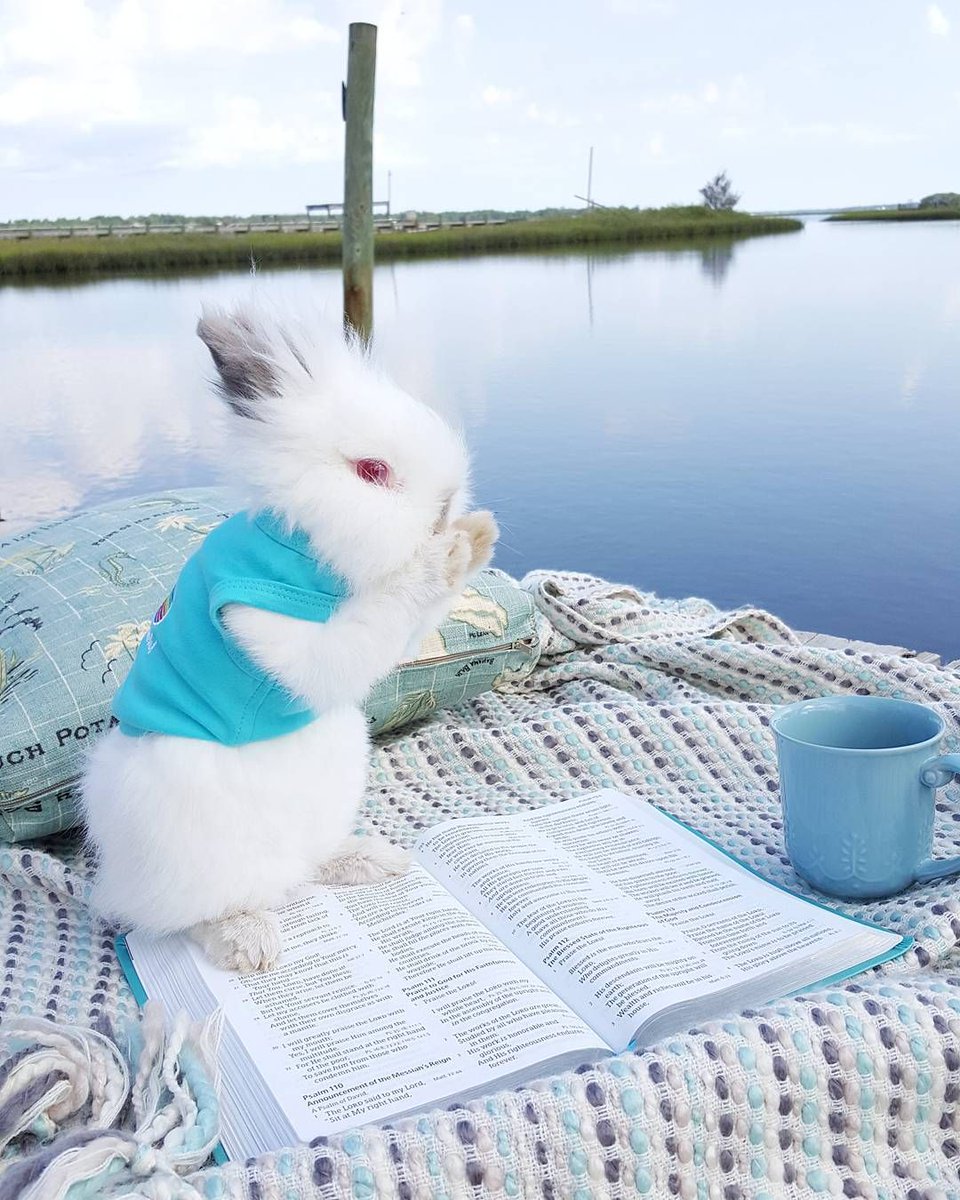 Rabbits_worlds's tweet photo. #bunny #rabbit #bunnyears #bunnylover #bunniesworldwide https://t.co/ePm7M26uRw