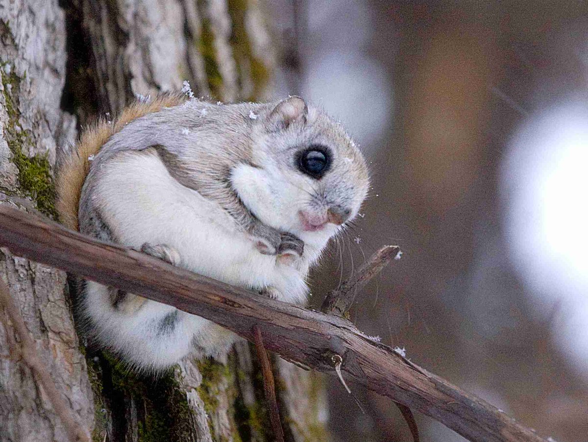 This is a Japanese dwarf flying squirrel. 🐿
#FactManiac