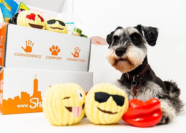 ShaggySwagBox's tweet photo. Part-time dog model, Carl pictured here with this monthโs theme box: #LETSHAVEFUNOK the box is here and and itโs 100% F.U.N. #shaggyswag https://t.co/e67xoWaoEj https://t.co/8MS71vIKV4