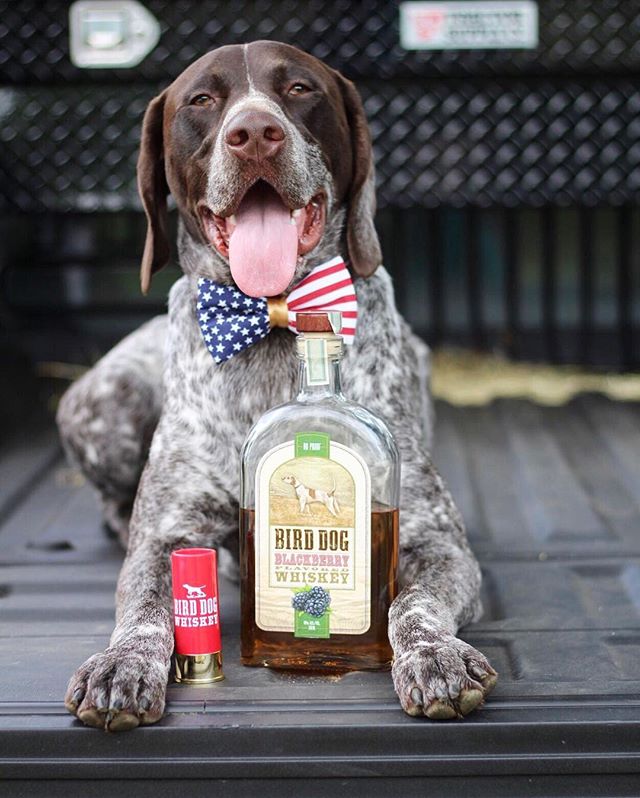 birddogwhiskey's tweet photo. Celebrating another summer saturday with Bird Dog Blackberry! Take a shot..it'll be worth it! Thanks JustaBirdDog for a great photo!
..
..
..
..
#BirdDog #PrepOnPoint #FlavoredWhiskey #Blackberry #Saturday https://t.co/lC0HcmTbqH