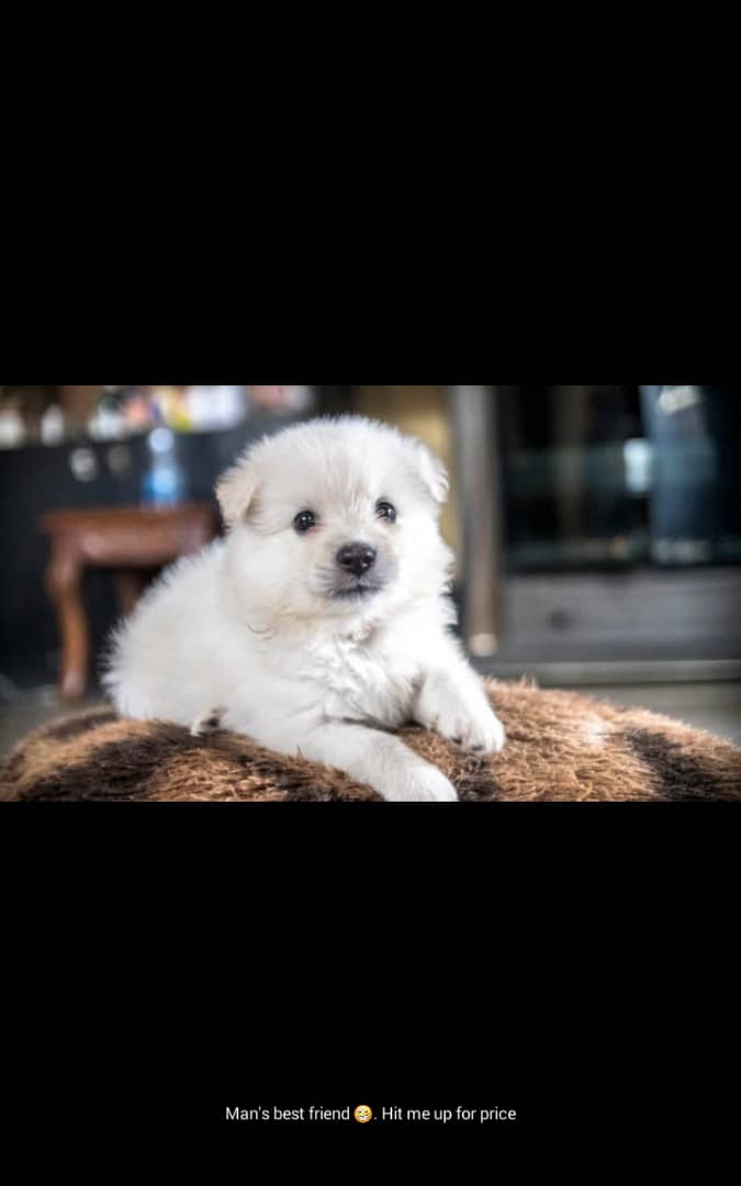 Chidubem_OH's tweet photo. FOR SALE!!!

Samoyed puppies😻😻
Aged : 3 weeks old

Price : 80k per Puppy ( negotiable) 

Please RT my buyer is on your tl 😇 https://t.co/Mzw66FRw4Y