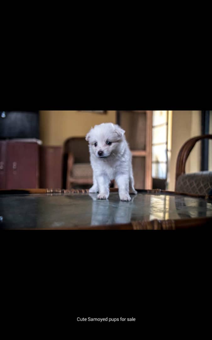 Chidubem_OH's tweet photo. FOR SALE!!!

Samoyed puppies😻😻
Aged : 3 weeks old

Price : 80k per Puppy ( negotiable) 

Please RT my buyer is on your tl 😇 https://t.co/Mzw66FRw4Y