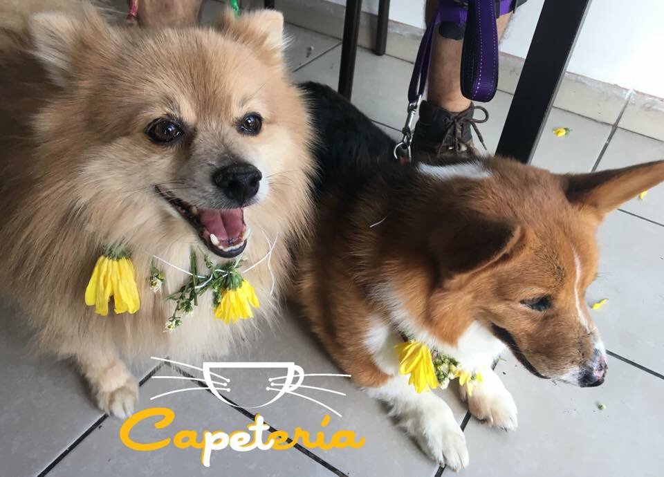 capeteria's tweet photo. Estamos celebrando el #DíaMundialdelPerro en la Capetería. ¡Felicidades a nuestros amigos peludos! 🤗🐶

Los esperamos en 43 Poniente 905, Huexotitla. 

#Capetería #petfriendly #mascotas #Puebla https://t.co/6z3rtT1oLY