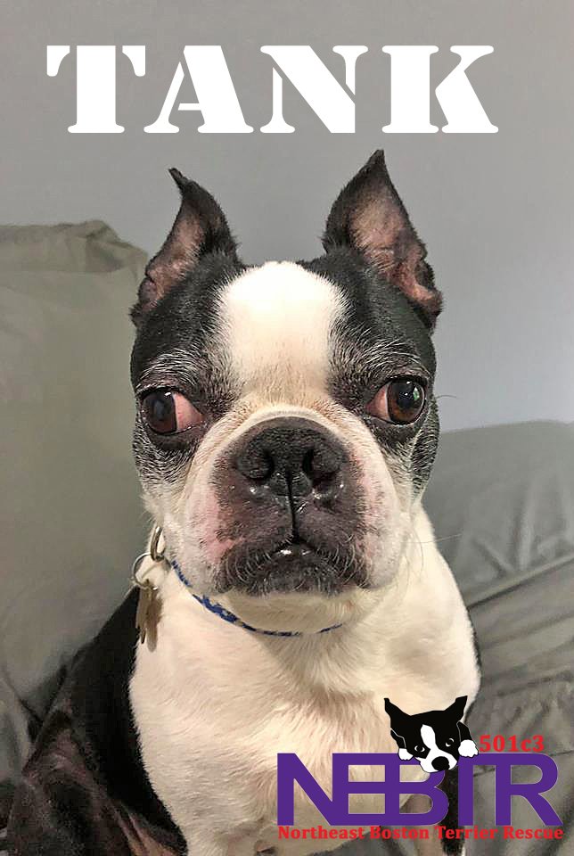 BostonTerrier Rescue on Twitter "Look who just arrived at